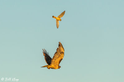 Swainson's Hawk & American Kestrel   12