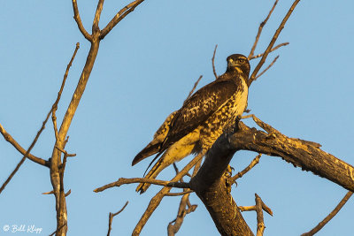 Swainson's Hawk  13