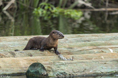 River Otters  18