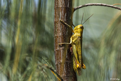 Grasshopper,   1 