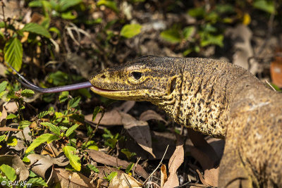 Yellow-Spotted Monitor Lizard  7 