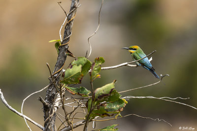 Rainbow Bee-Eater  1