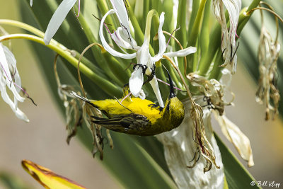 Yellow-Bellied Sunbird  9