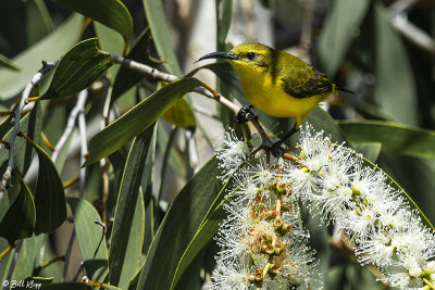 Yellow-Bellied Sunbird  7