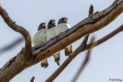 White-Breasted Woodswallow  1