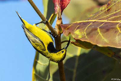 Yellow-Bellied Sunbird  6