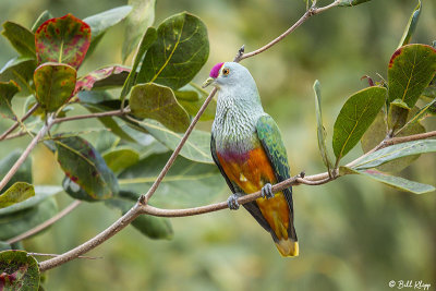 Rose-Crowned Fruit Dove  3