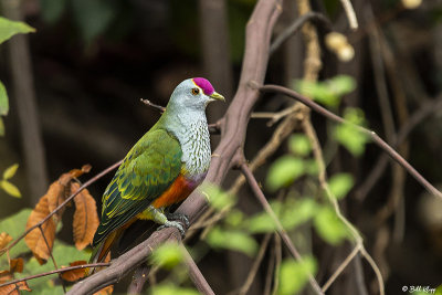 Rose-Crowned Fruit Dove   2