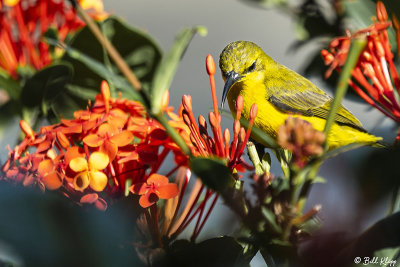 Yellow-Bellied Sunbird  4