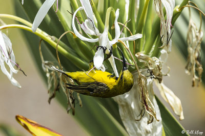 Yellow-Bellied Sunbird  3