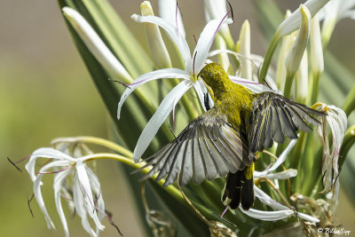 Yellow-Bellied Sunbird  2