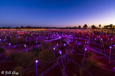 Field of Light,  Uluru  1