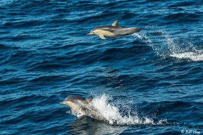 Common Dolphin,  Sydney  4