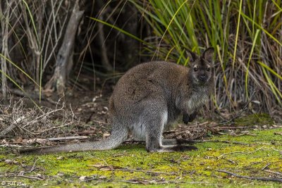 Swamp Wallaby, Bruny Island  3