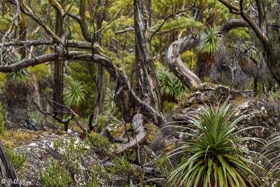 Mt.  Field Forest, Tasmania  5