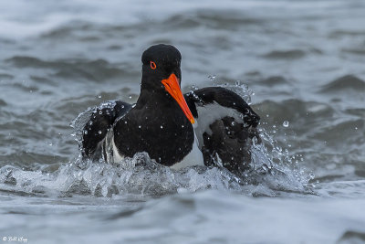 Pied Oyster Catcher, Bruny Island, Tasmania  2