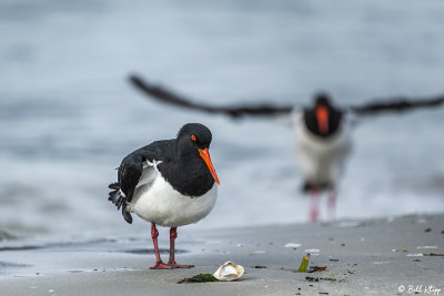 Pied Oyster Catcher, Bruny Island, Tasmania  3