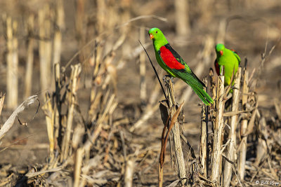 King Parrots, Broadwater Lake  1