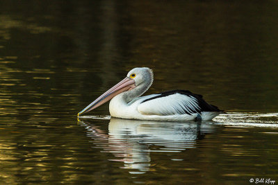 Australian Pelican  3