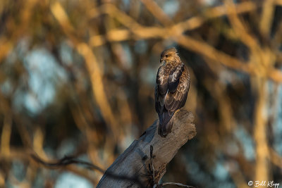 Whistling Kite, Warwick  1