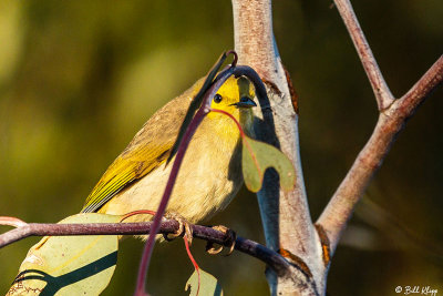 White-Plumed Honeyeater  1