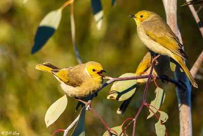 White-Plumed Honeyeater  1