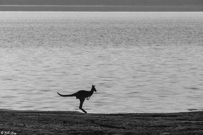 Eastern Grey Kangaroo, Broadwater Lake  1