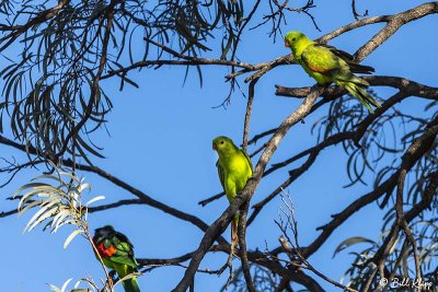 King Parrot, Broadwater Lake, Dalby  4