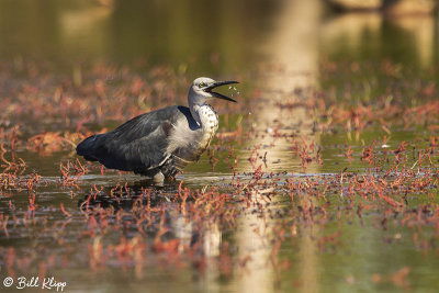 Pacific Heron, Bowra Reserve   1