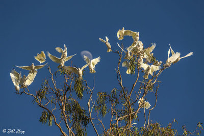 Little Corellas,  Broadwater Lake, Dalby  5