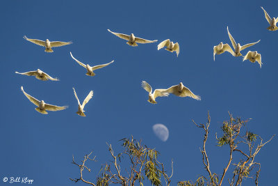 Little Corellas,  Broadwater Lake, Dalby  6