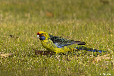 Green Rosella, Bruny Island  1  