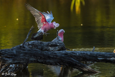 Galahs, Bowra Reserve, Cunnamulla  7