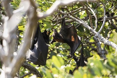Flying Foxes, Fruit Bats   2