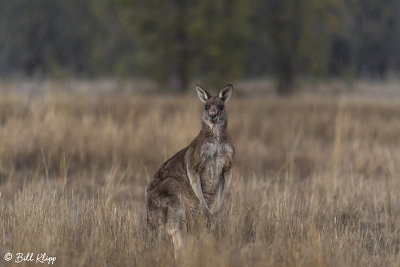 Eastern Grey Kangaroo, Broadwater Lake, Dalby  2