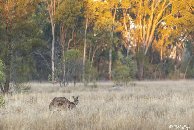 Eastern Grey Kangaroo, Broadwater Lake, Dalby  4