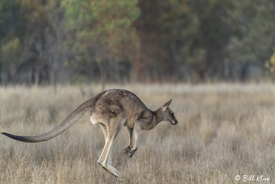 Eastern Grey Kangaroo, Broadwater Lake, Dalby  5