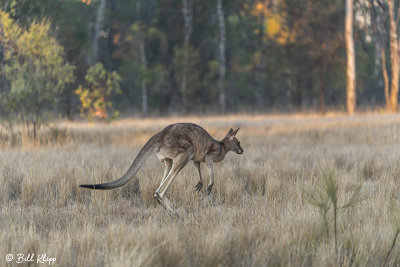 Eastern Grey Kangaroo, Broadwater Lake, Dalby  6