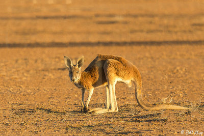 Red Kangaroo, Rangelands  2