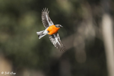 Flame Robin, Bruny Island, Tasmania  2