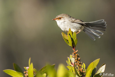 Female Superb Robin, Bruny Island  5