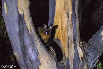 Brush Tailed Possum, Bruny Island  1