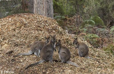 Swamp Wallaby, Bruny Island  4