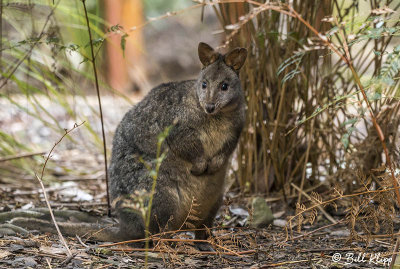 Swamp Wallaby, Bruny Island  6