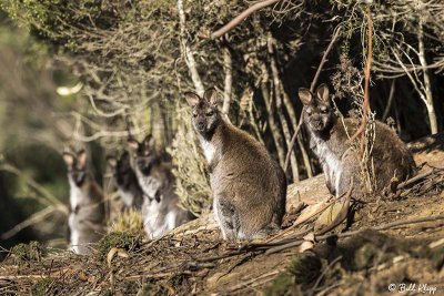 Swamp Wallaby, Bruny Island  14