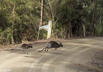 Swamp Wallaby, Bruny Island  20