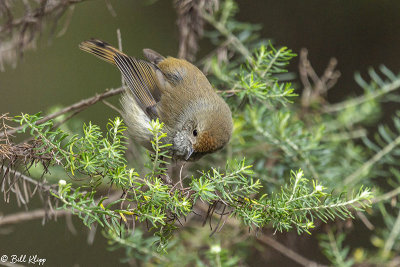 Thornbill, Bruny Island 1