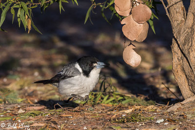 Grey Butcherbird, Broadwater Lake, Dalby  3