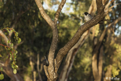 Grey Butcherbird, Broadwater Lake, Dalby  2