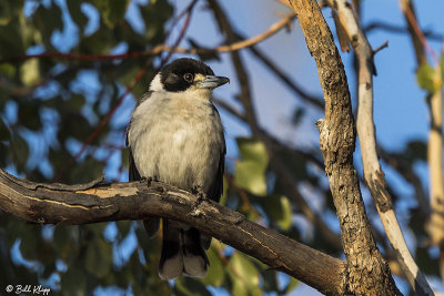 Grey Butcherbird, Broadwater Lake, Dalby  1